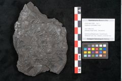 Foto (Objekt + Etikett) von Asplenium hochstetteri Unger (NHMW-GEO-2024-0188-10298)